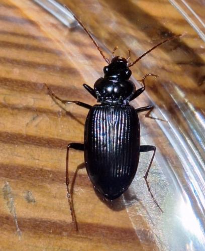Réf. 354 721 : Nebria brevicollis